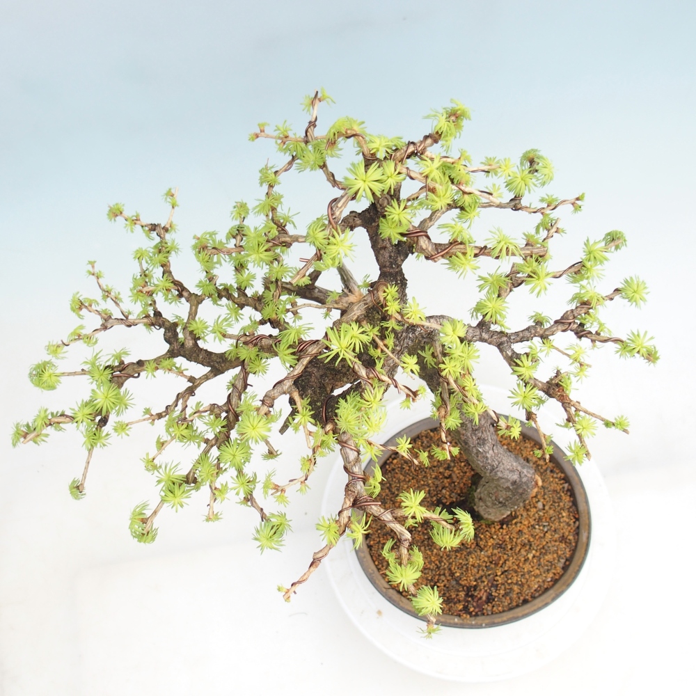 Venkovní bonsai -Larix decidua - Modřín opadavý 