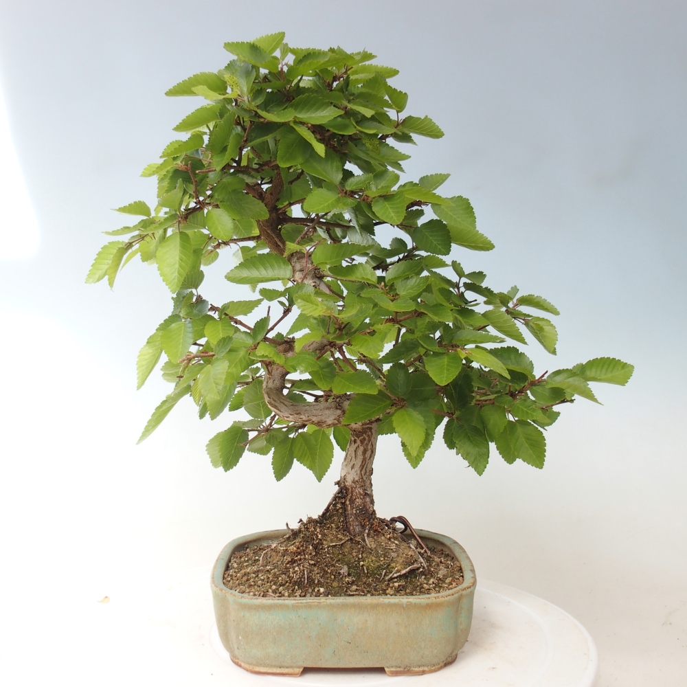 Venkovní bonsai -Carpinus CARPINOIDES - Habr korejský