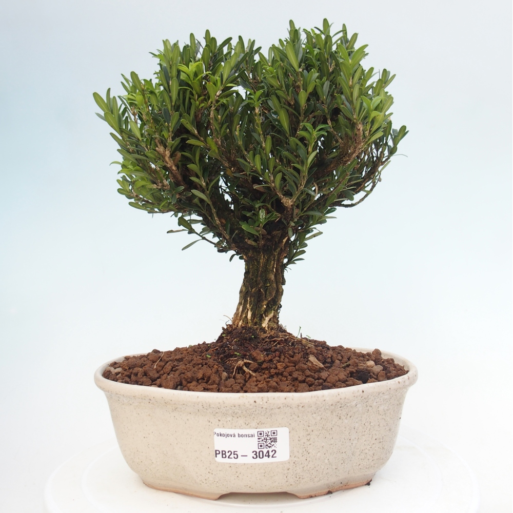 Pokojová bonsai - Buxus harlandii - korkový buxus
