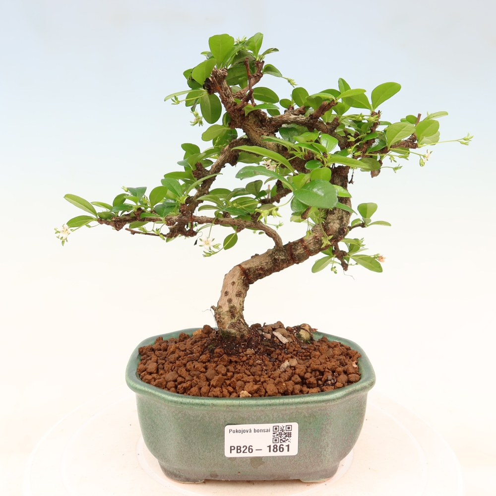 Pokojová bonsai - Carmona macrophylla - Čaj fuki