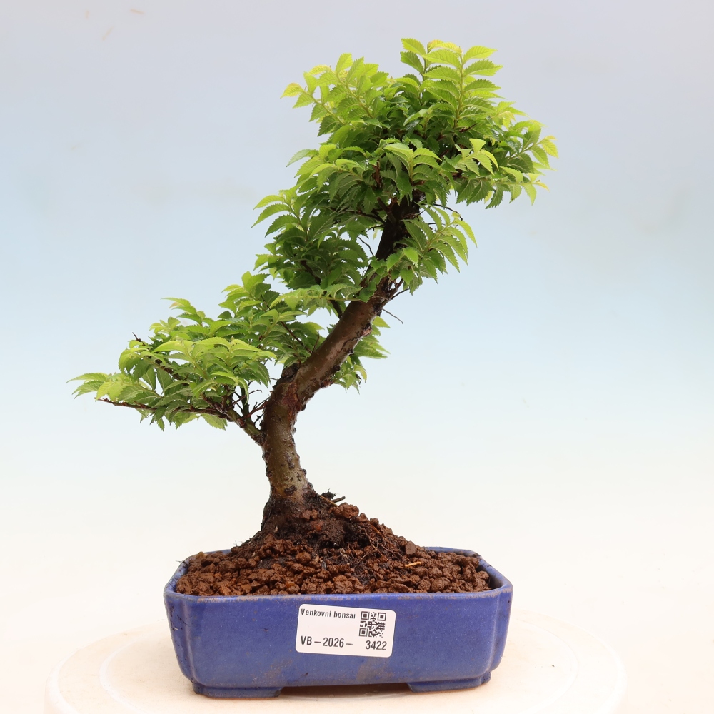 Venkovní bonsai - Ulmus Jacqueline Hillier - Jilm nádherný