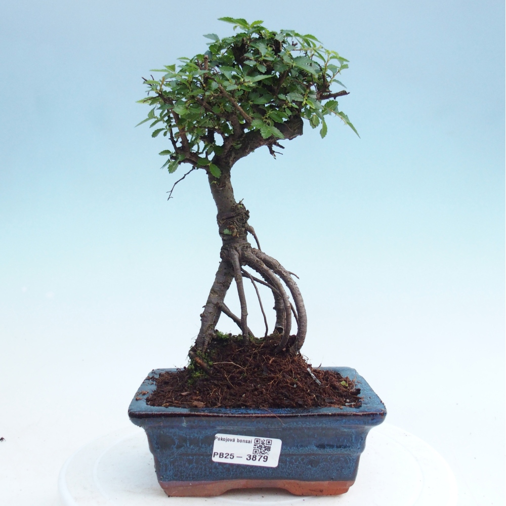 Pokojová bonsai - Ulmus parvifolia - Malolistý jilm