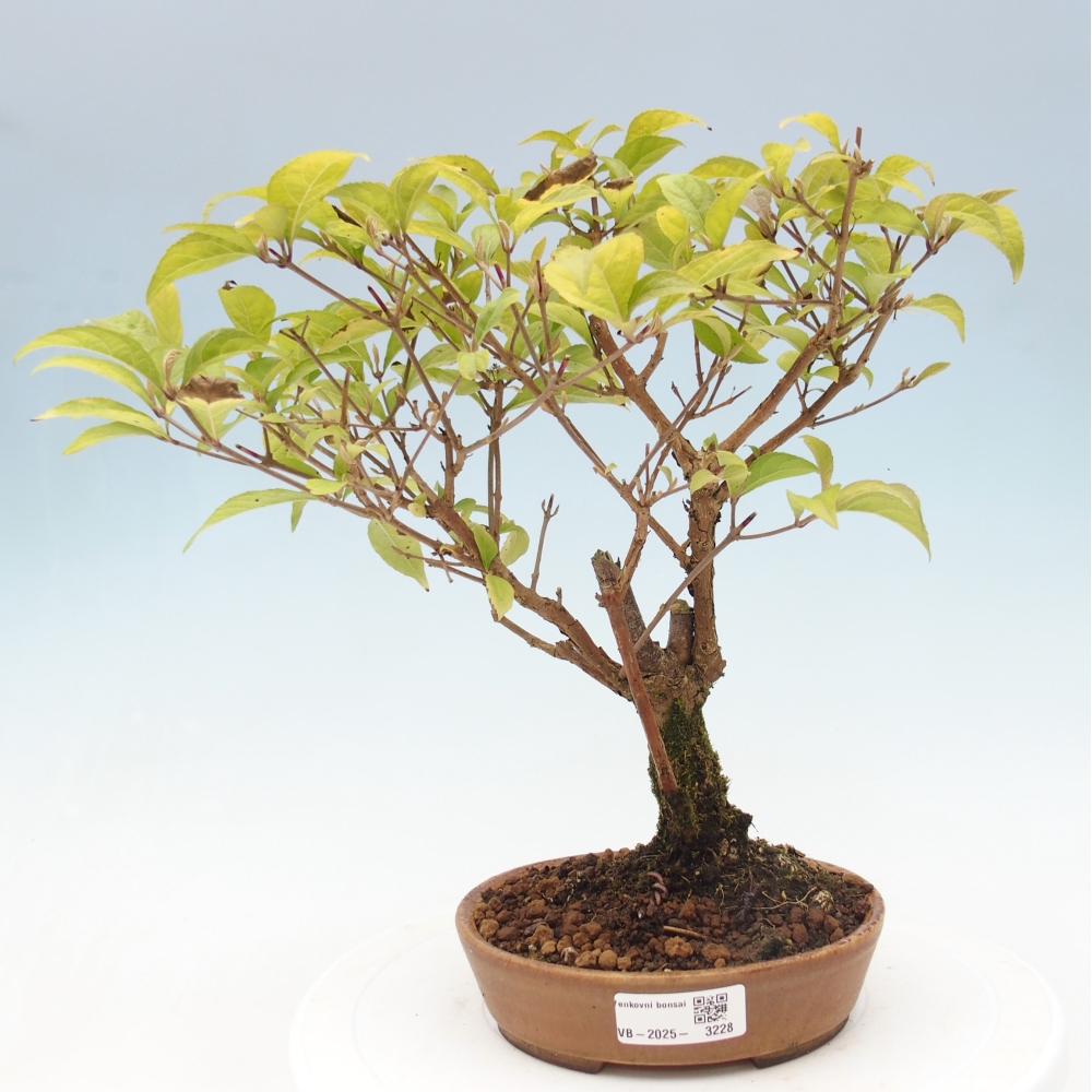 Venkovní bonsai - krásnoplodka - Callicarpa japonica