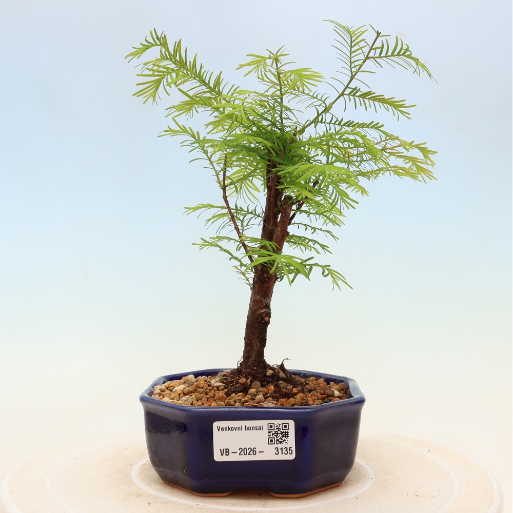 Venkovní bonsai - Metasequoia glyptostroboides - Metasekvoje čínská