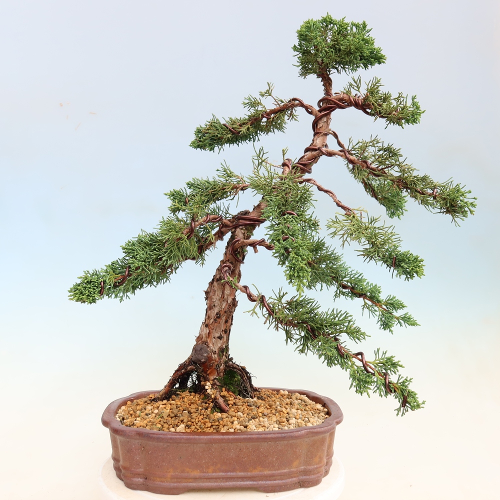 Venkovní bonsai - Juniperus chinensis Kishu -Jalovec čínský