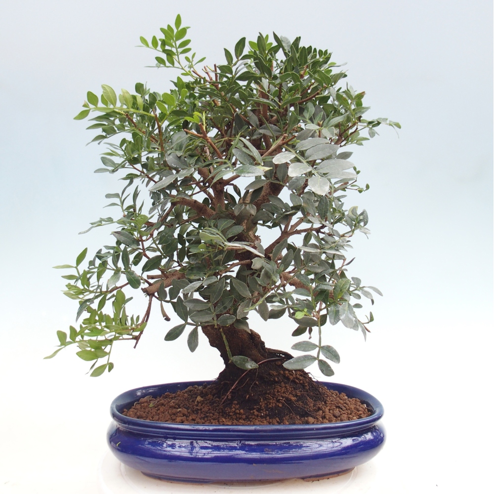 Pokojová bonsai -  Pistácie
