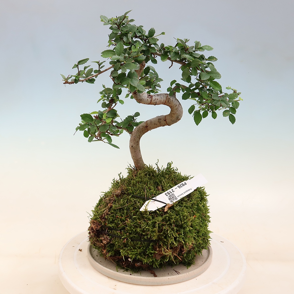 Kokedama s podmiskou - Ulmus parvifolia- malolistý jilm