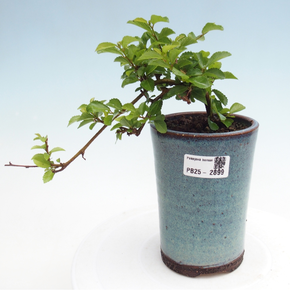 Pokojová bonsai - Grewia occidentalis - Hvězdice levandulová