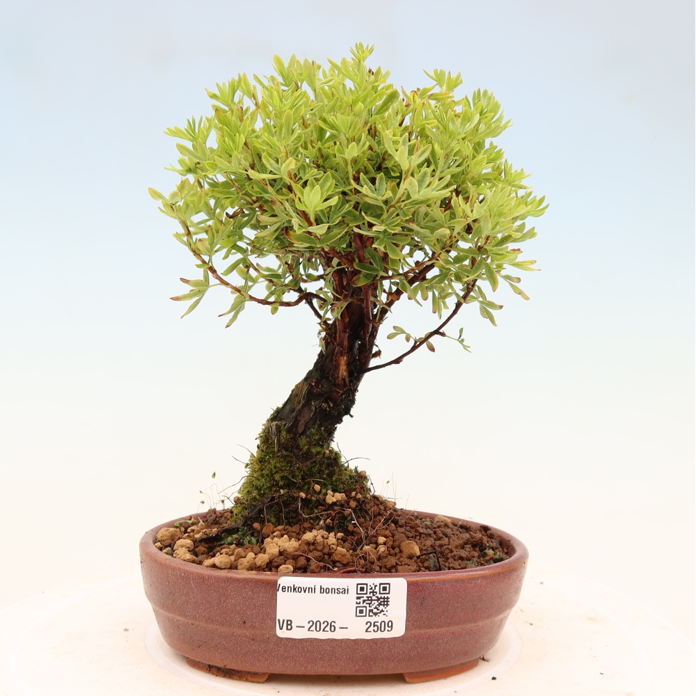 Venkovní bonsai-Mochna křovitá - potentila fruticosa 