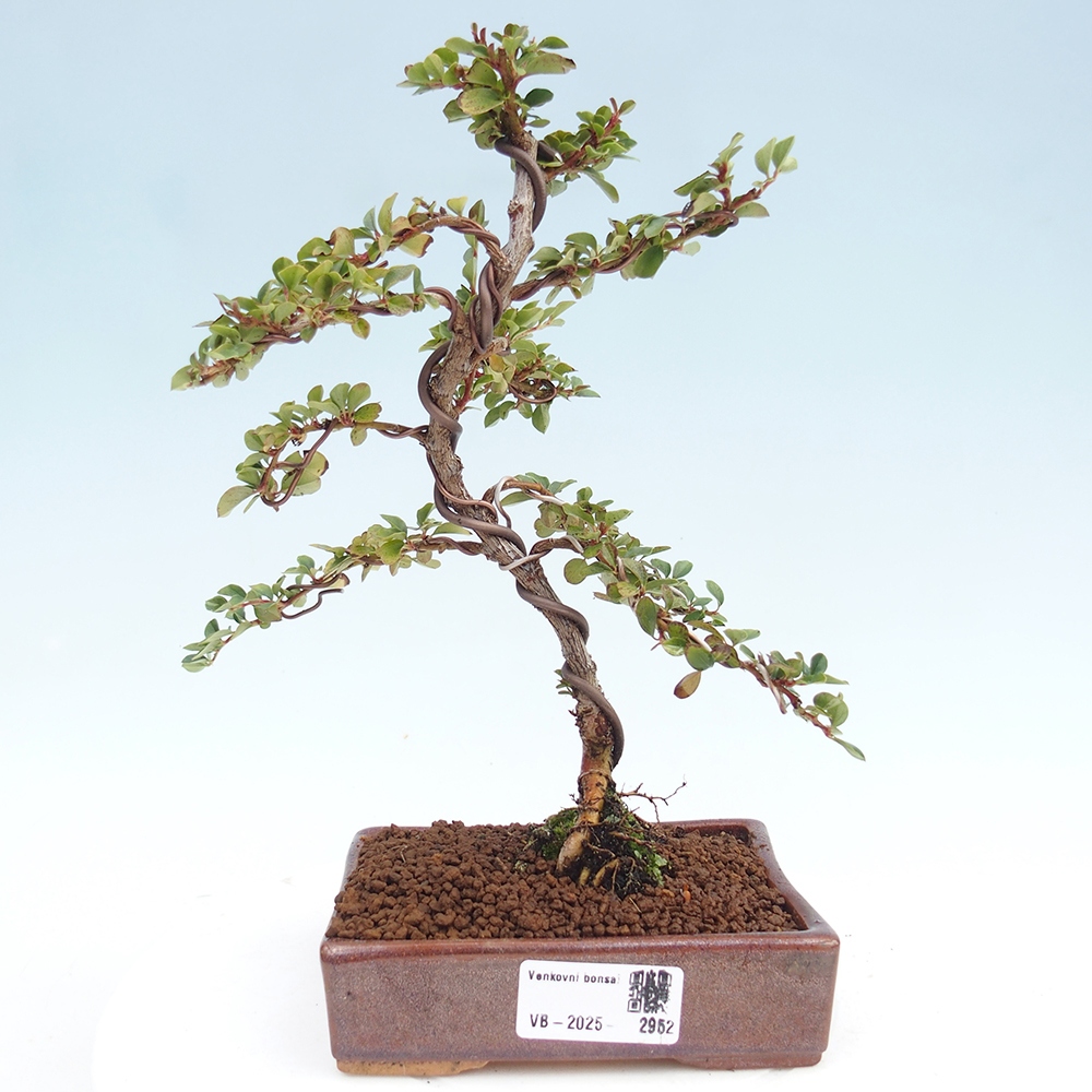 Venkovní bonsai - Cotoneaster horizontalis - Skalník