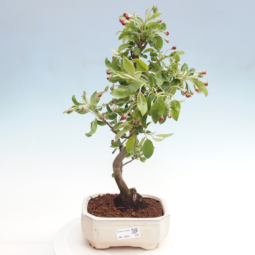 Venkovní bonsai -Malus halliana - Maloplodá jabloň