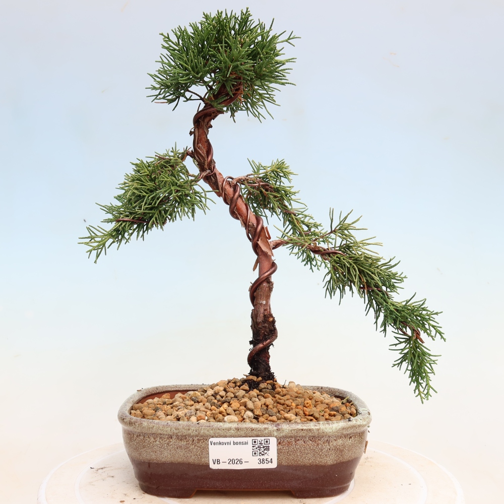 Venkovní bonsai - Juniperus chinensis Kishu -Jalovec čínský