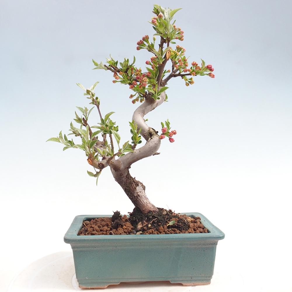 Venkovní bonsai - Malus sargentii -  Maloplodá jabloň