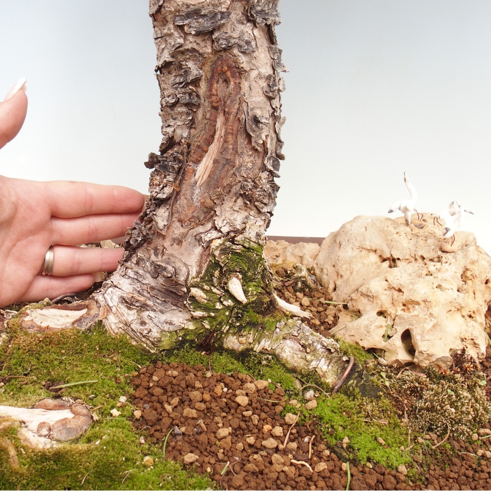 Venkovní bonsai -Larix decidua - Modřín opadavý 