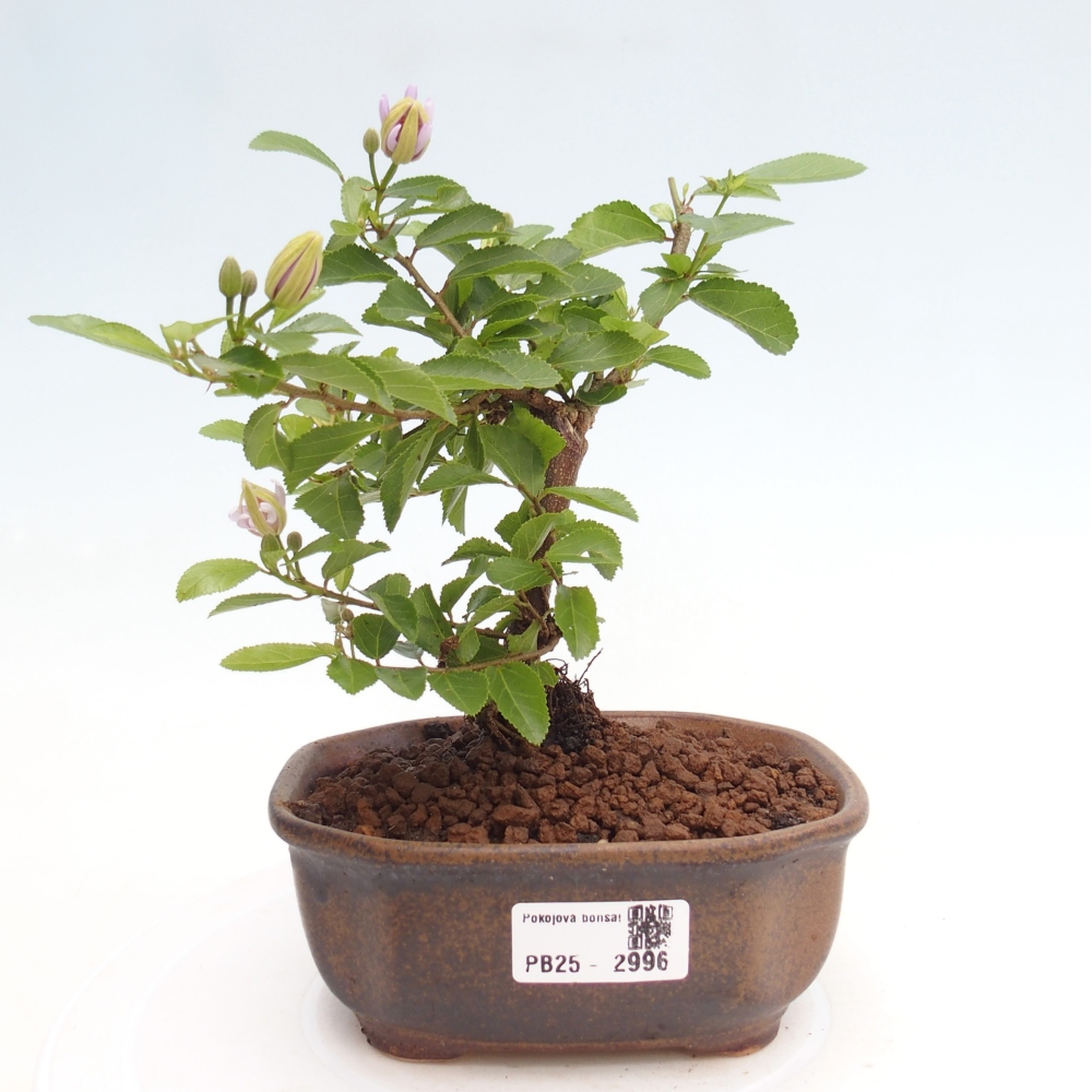 Pokojová bonsai - Grewia occidentalis - Hvězdice levandulová