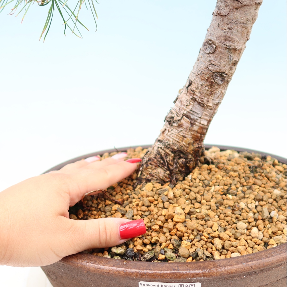 Venkovní bonsai -Larix decidua - Modřín opadavý 