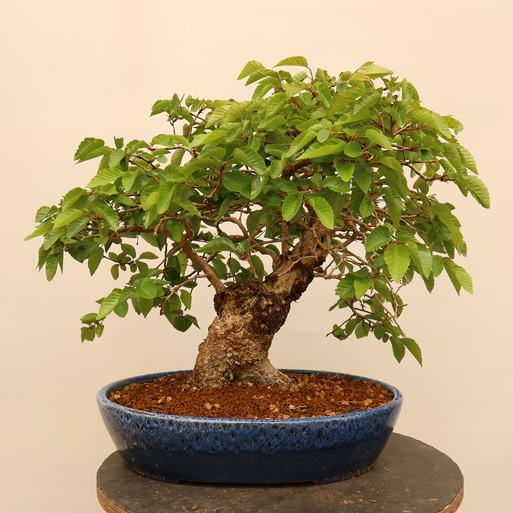 Venkovní bonsai -Carpinus Coreana - Habr korejský