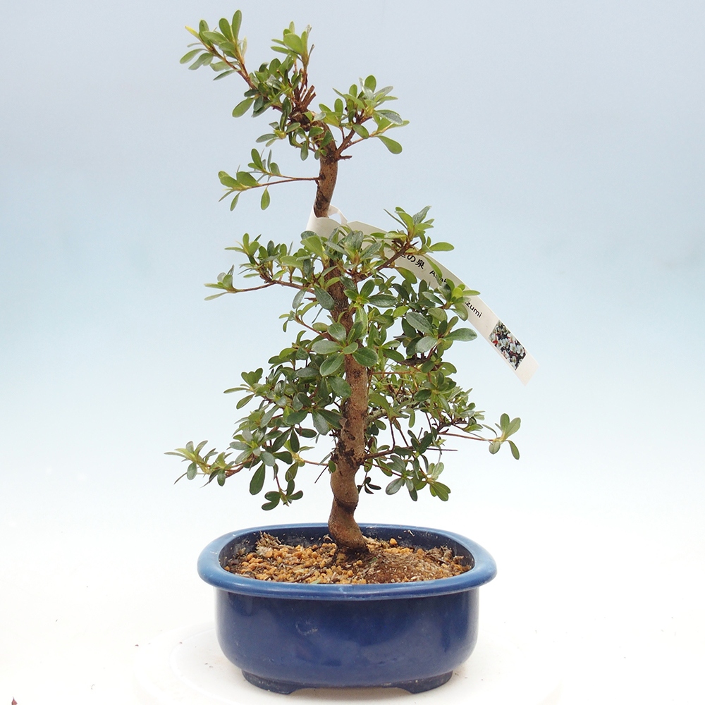 Venkovní bonsai - Japonská azalka - Azalea Asahi-no-izumi
