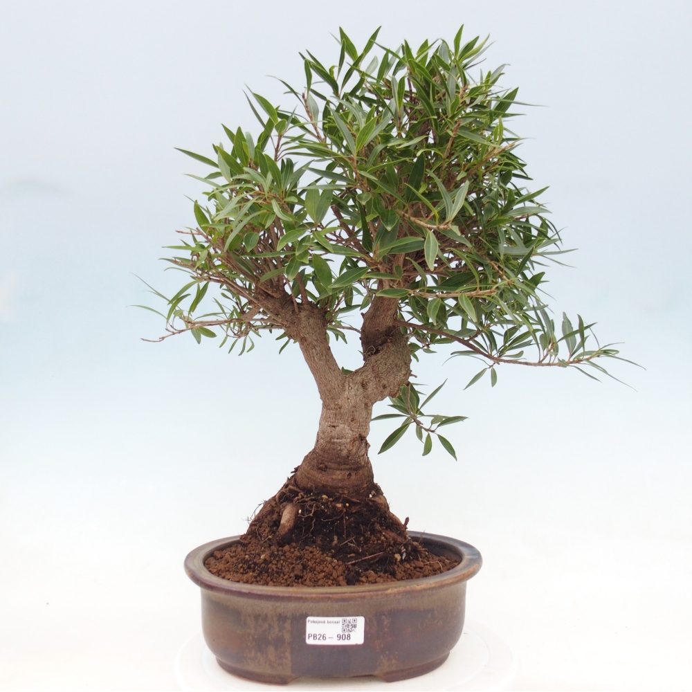 Pokojová bonsai - Ficus nerifolia -  malolistý fíkus