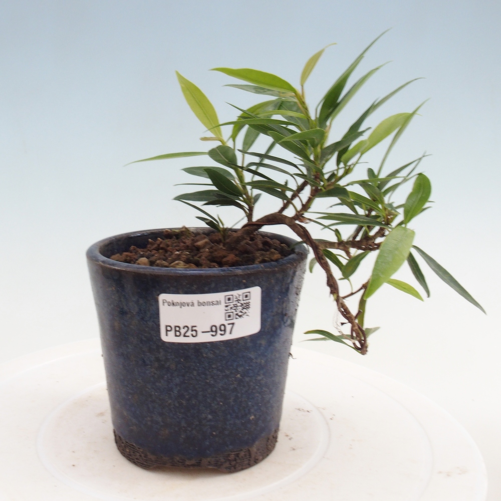 Pokojová bonsai - Ficus nerifolia -  malolistý fíkus