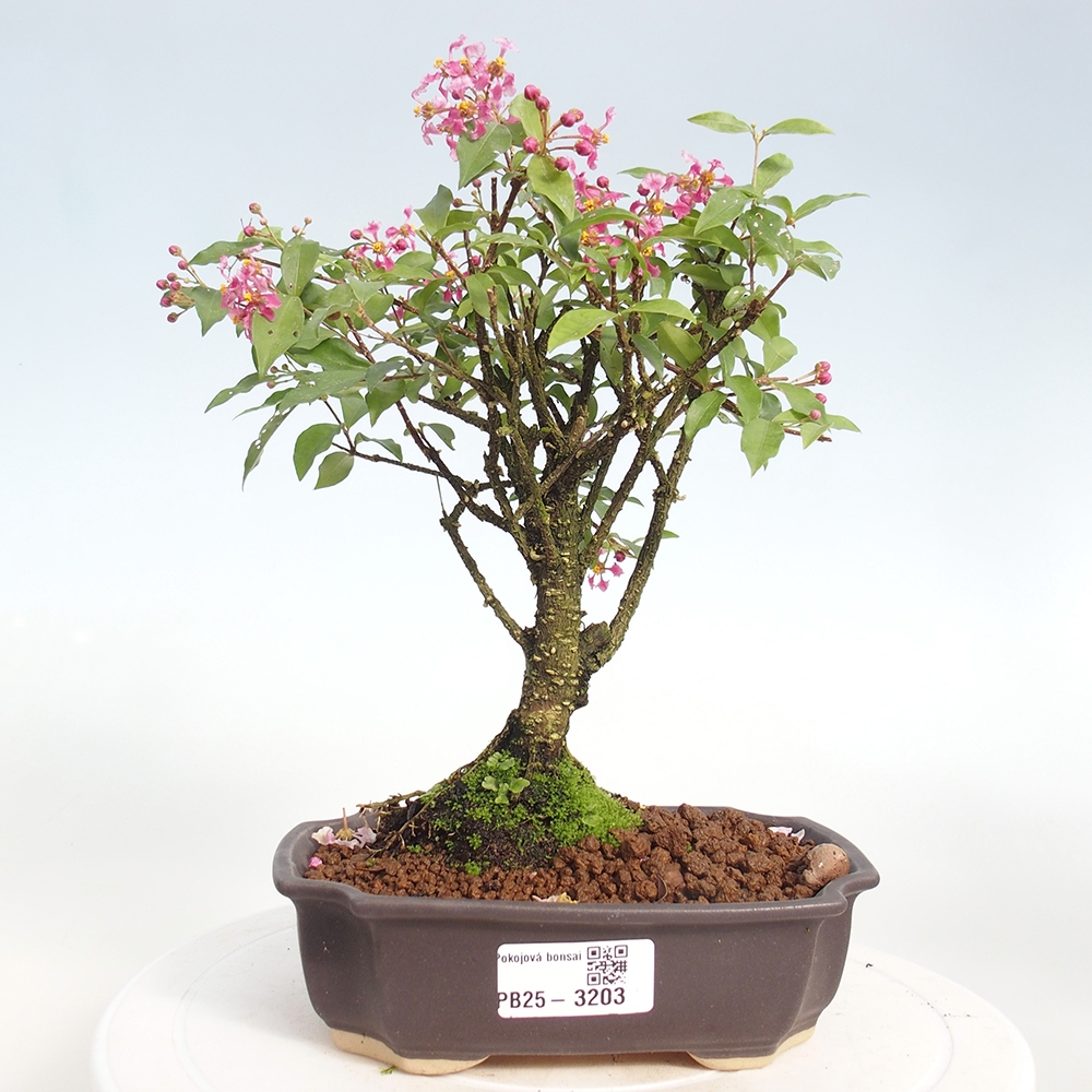 Pokojová bonsai - Malpighia coccigera- Barbdorská třešeň