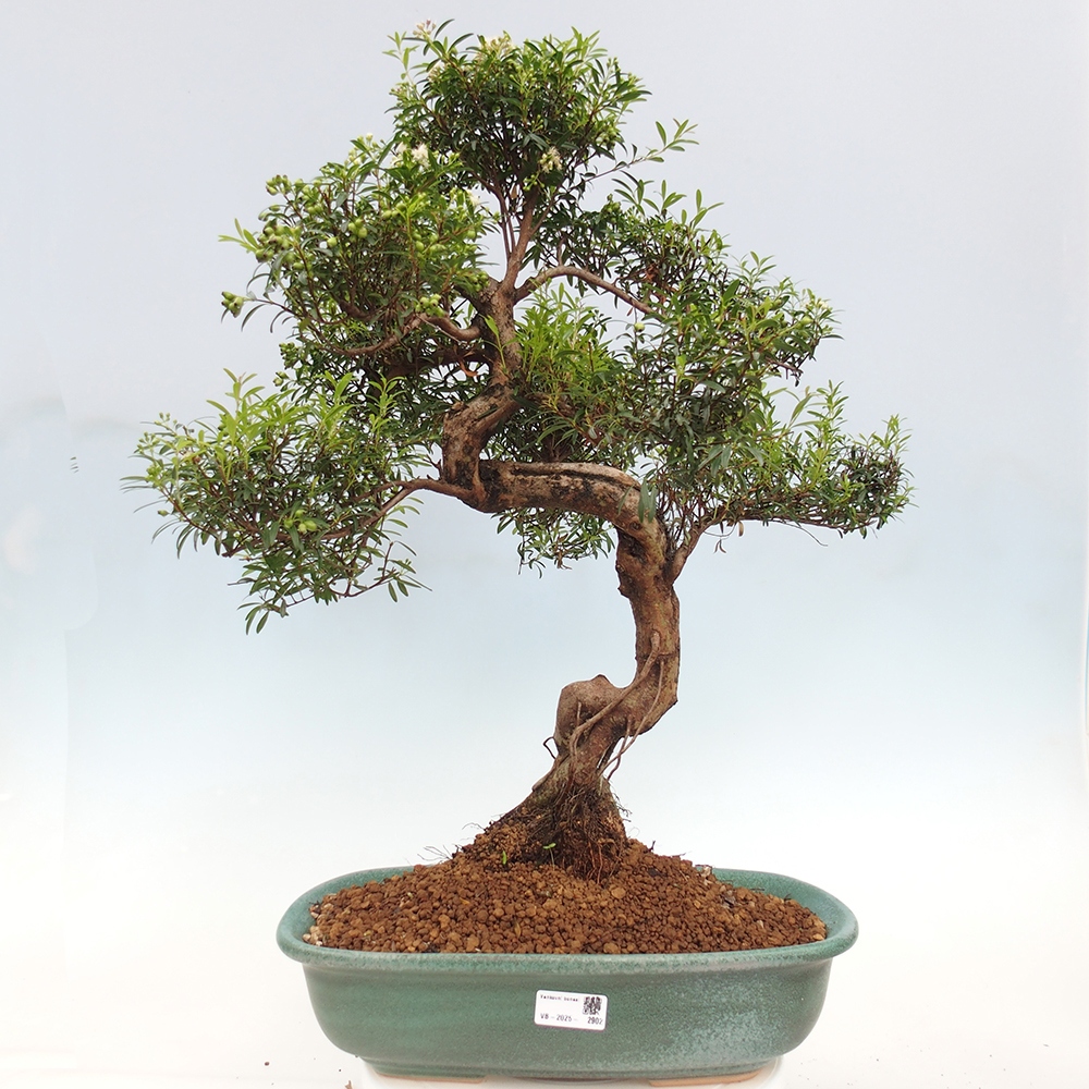 Pokojová bonsai - Syzygium - Pimentovník - POUZE OSOBNÍ ODBĚR nebo paletová přeprava
