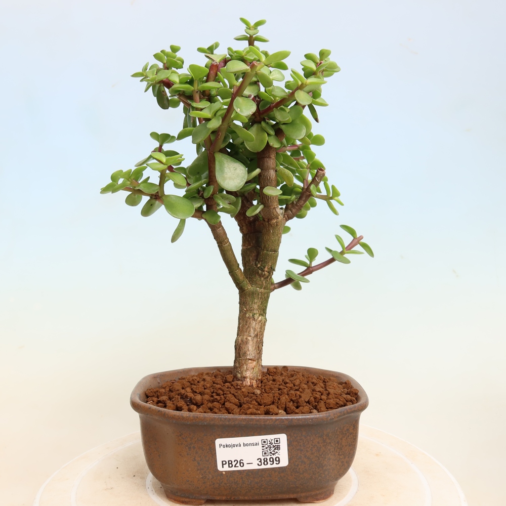 Pokojová bonsai - Portulakaria Afra - Tlustice