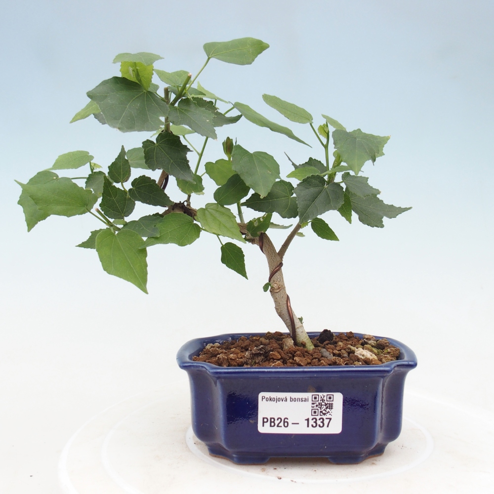 Pokojová bonsai - Malvaviscus arboreus - ibiškovec dřevnatý