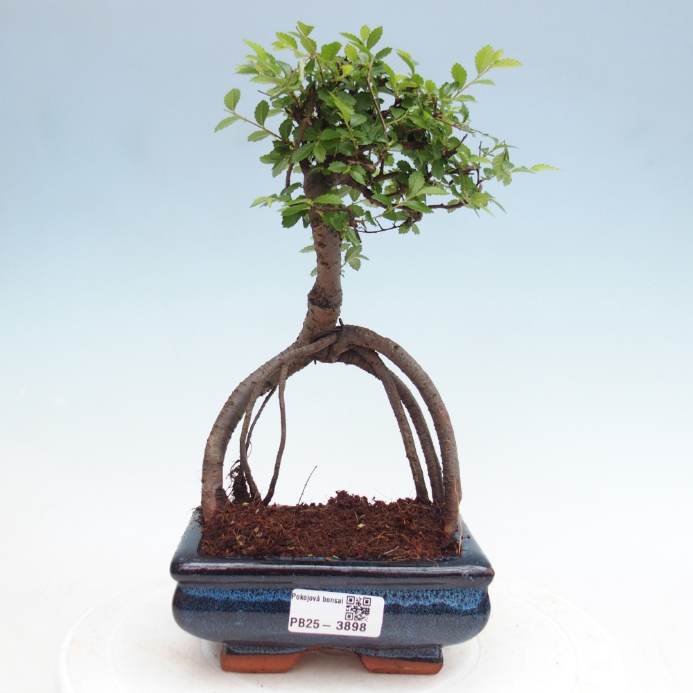 Pokojová bonsai - Ulmus parvifolia - Malolistý jilm