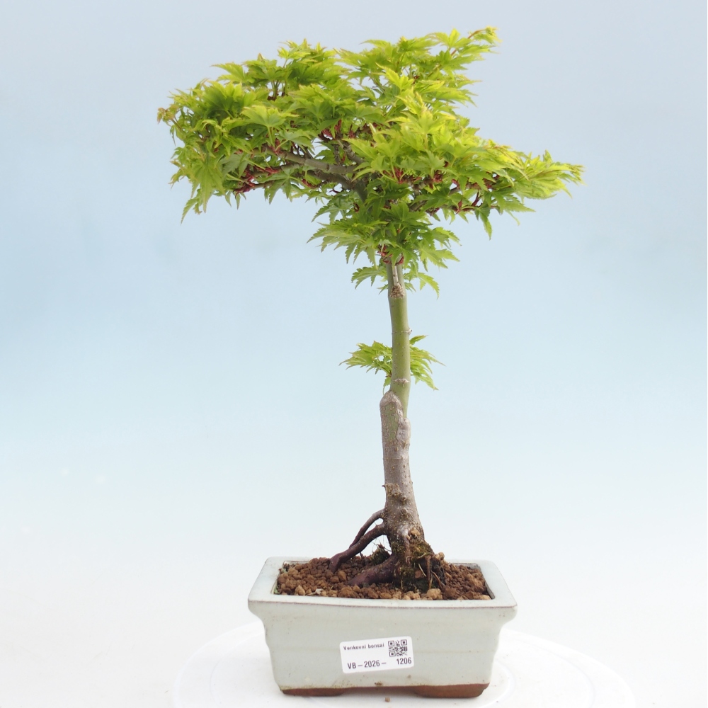 Venkovní bonsai -Javor dlanitolistý Acer palmatum Shishigashira