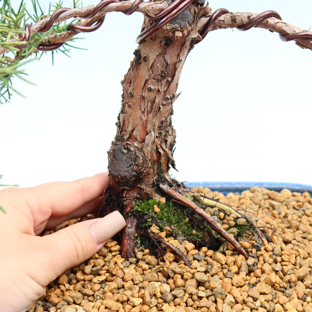 Venkovní bonsai - Juniperus chinensis Kishu -Jalovec čínský