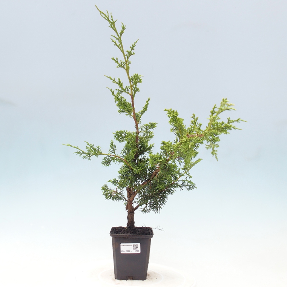 Venkovní bonsai - Juniperus chinensis Itoigawa -Jalovec čínský