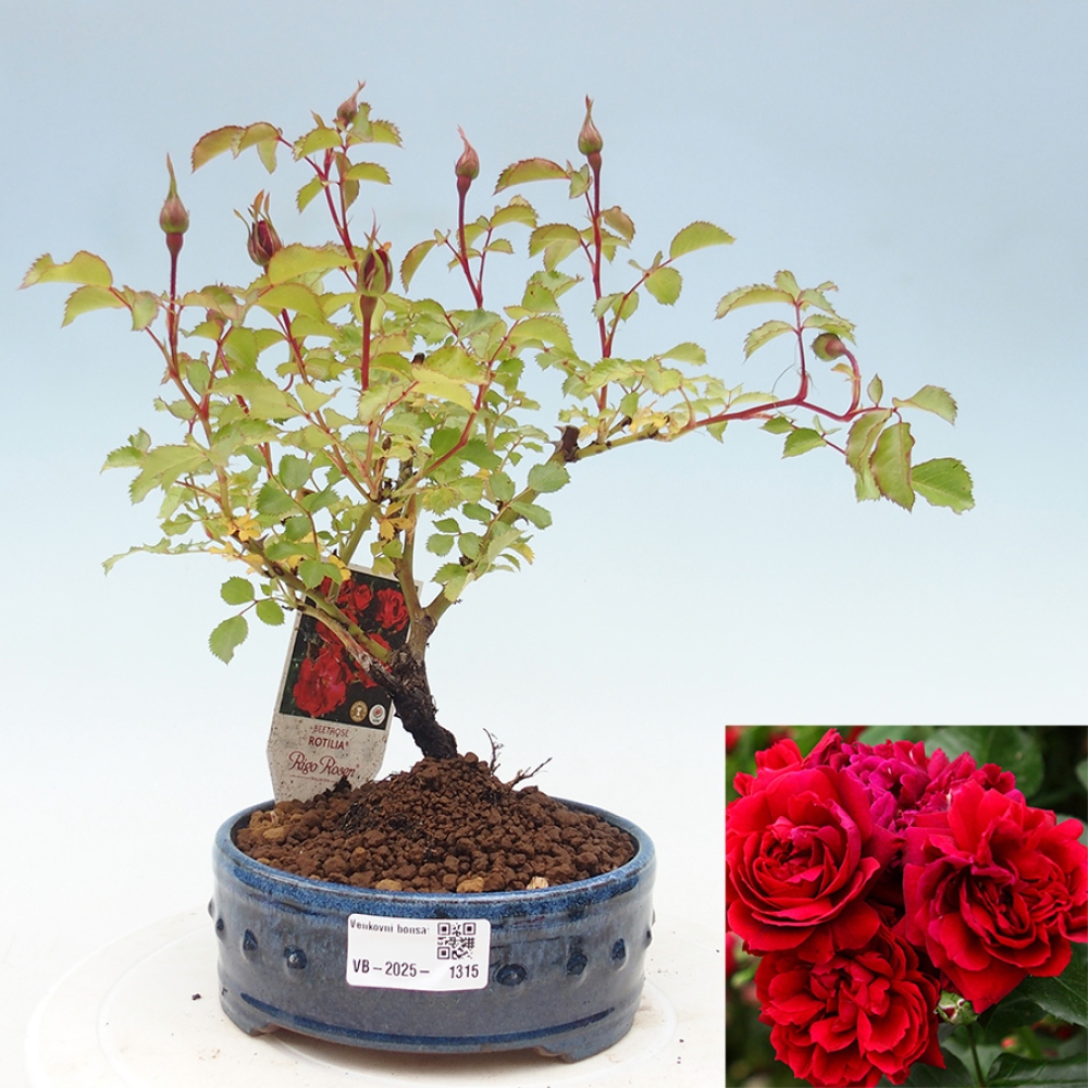 Venkovní bonsai - Rosa Kordes -  růže