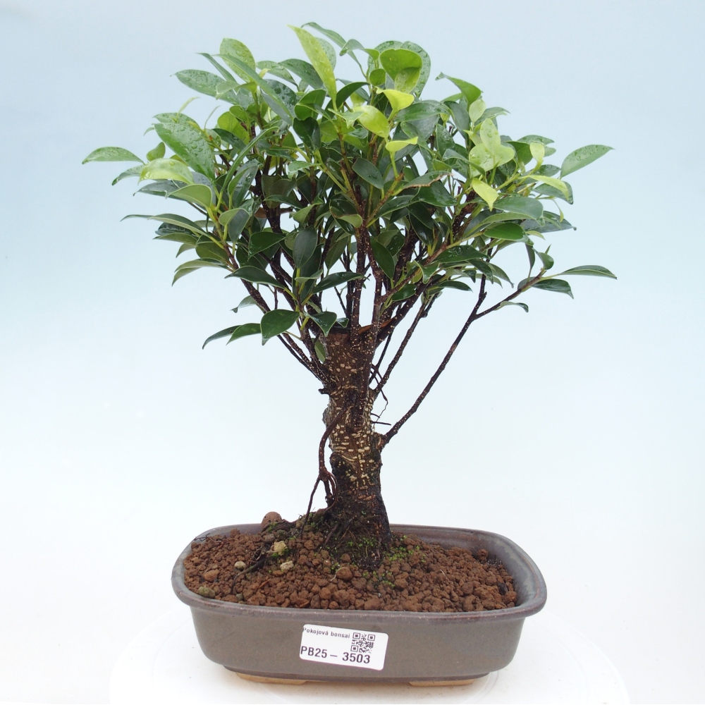Pokojová bonsai - Ficus retusa -  malolistý fíkus