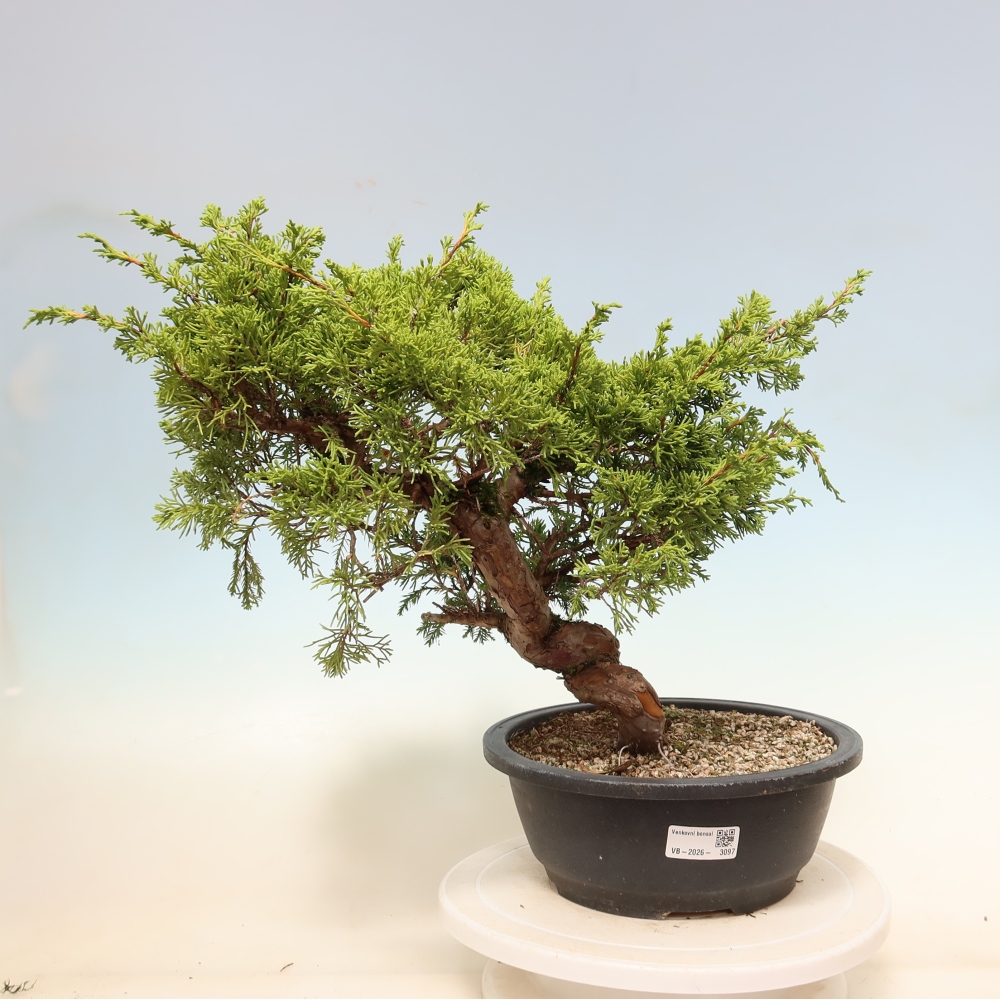 Venkovní bonsai - Juniperus chinensis Itoigawa-Jalovec čínský