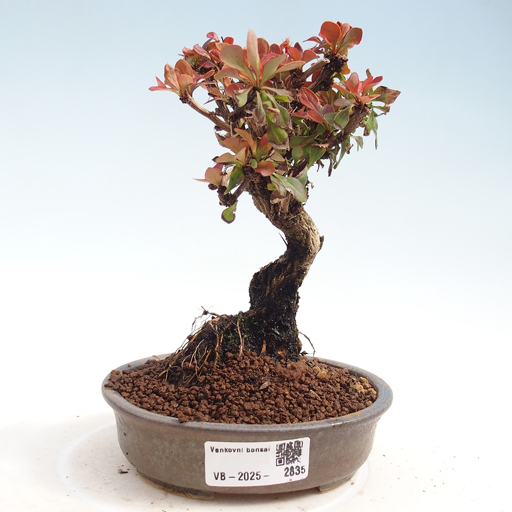 Venkovní bonsai - Berberis Thunbergii Bagatelle - Dřištál 