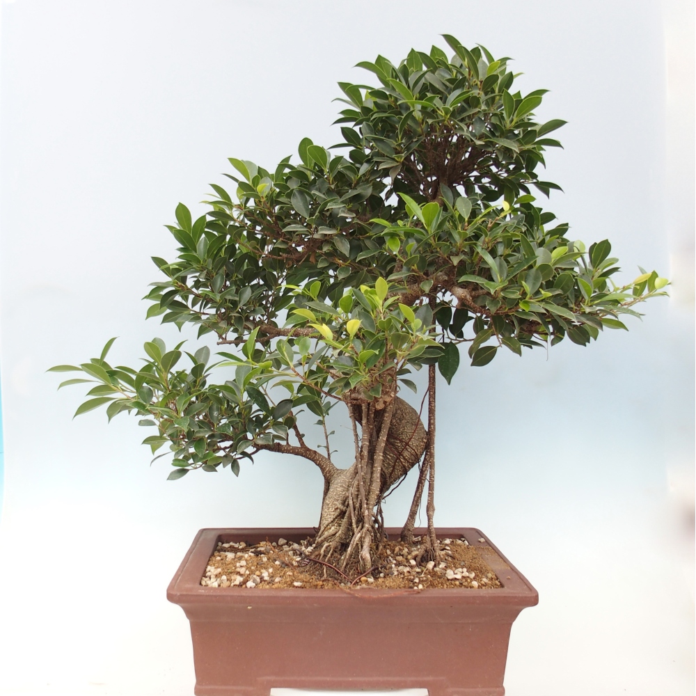 Pokojová bonsai - Ficus kimmen -  malolistý fíkus - POUZE OSOBNÍ ODBĚR nebo paletová přeprava
