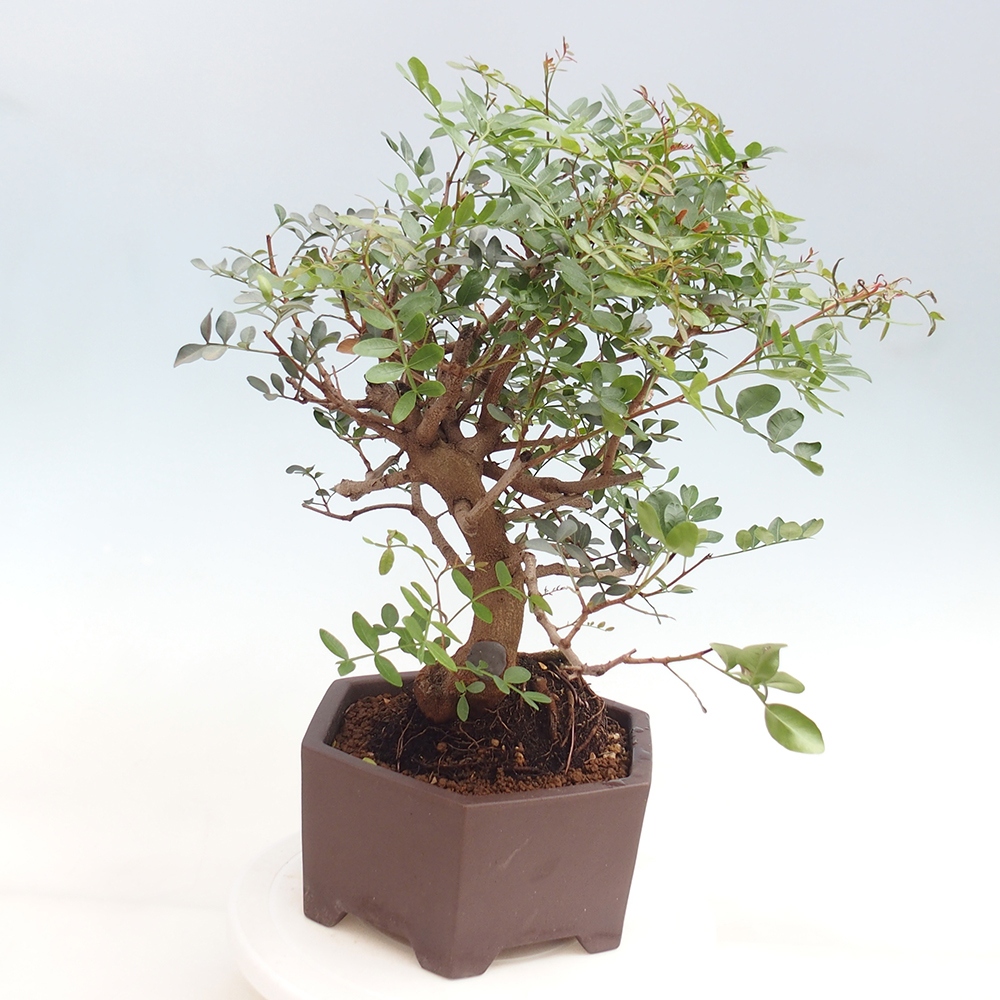 Pokojová bonsai -  Pistácie