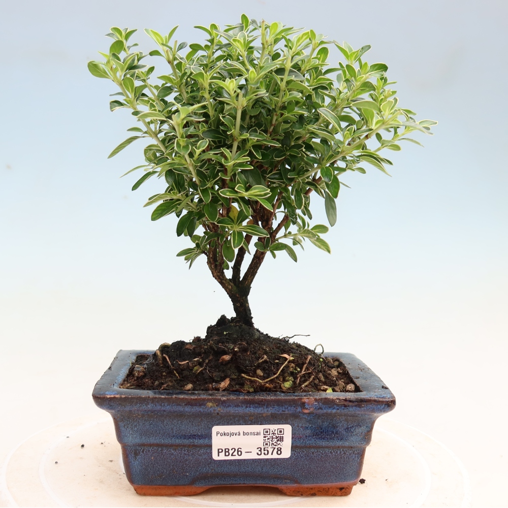 Pokojová bonsai - Serissa foetida Variegata - Strom tisíce hvězd