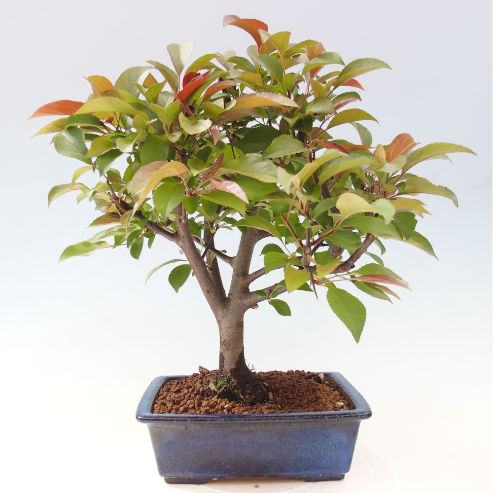 Venkovní bonsai -Malus domestica - Maloplodá jabloň červenolistá