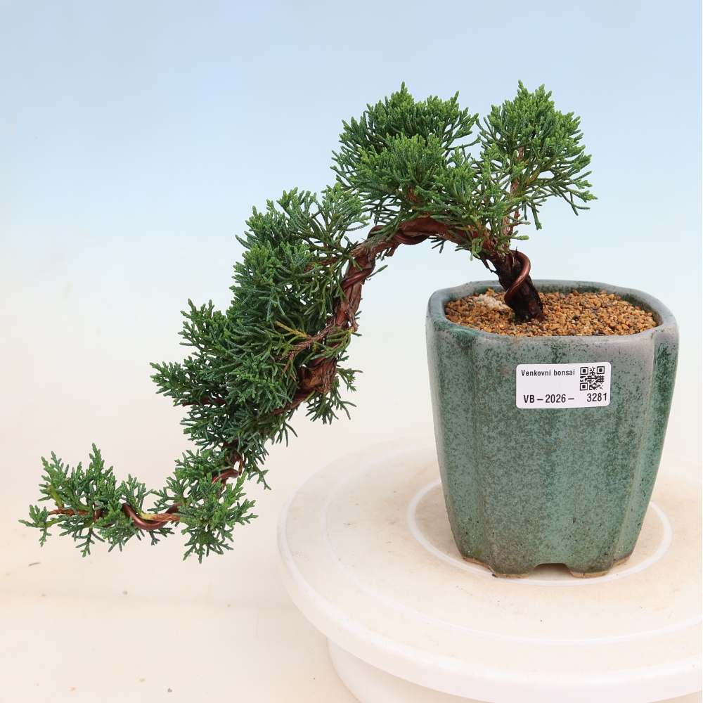 Venkovní bonsai - Juniperus chinensis Kishu -Jalovec čínský