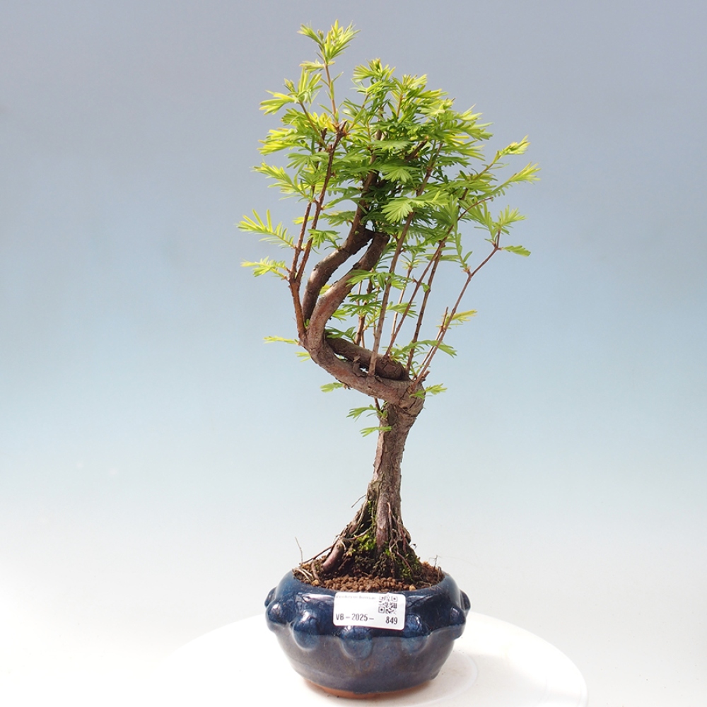 Venkovní bonsai - Metasequoia glyptostroboides - Metasekvoje čínská
