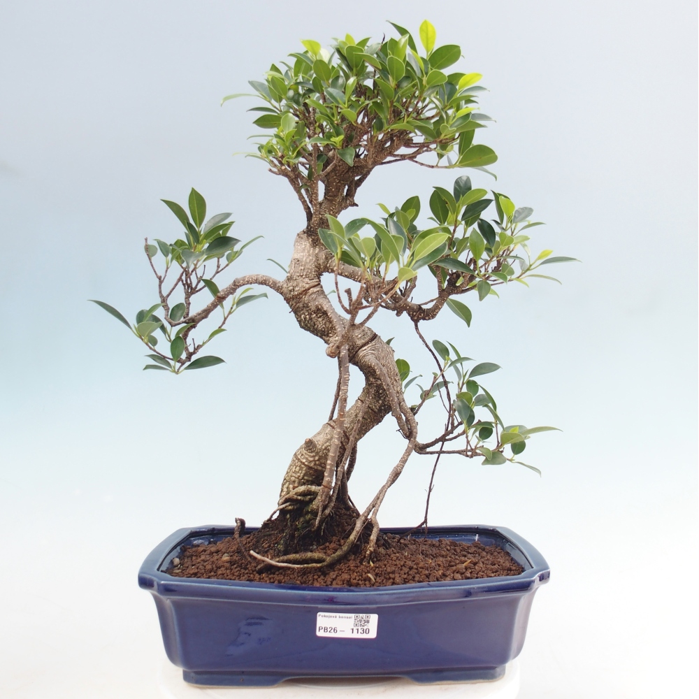 Pokojová bonsai - Ficus kimmen -  malolistý fíkus