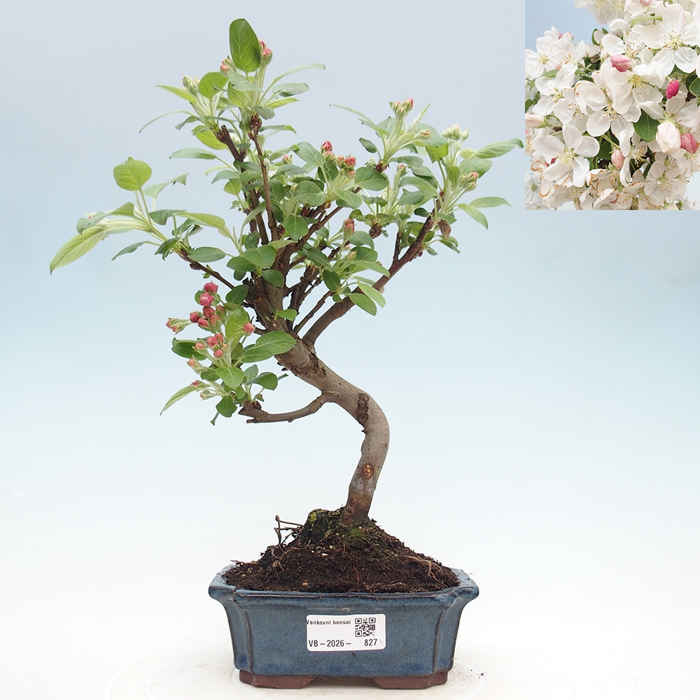 Venkovní bonsai -Malus halliana - Maloplodá jabloň