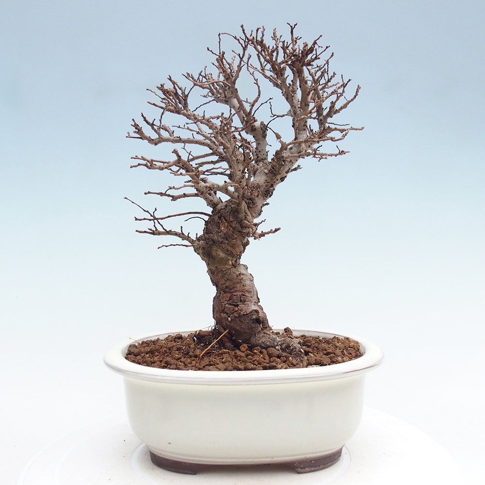 Venkovní bonsai - Zelkova - Zelkova NIRE
