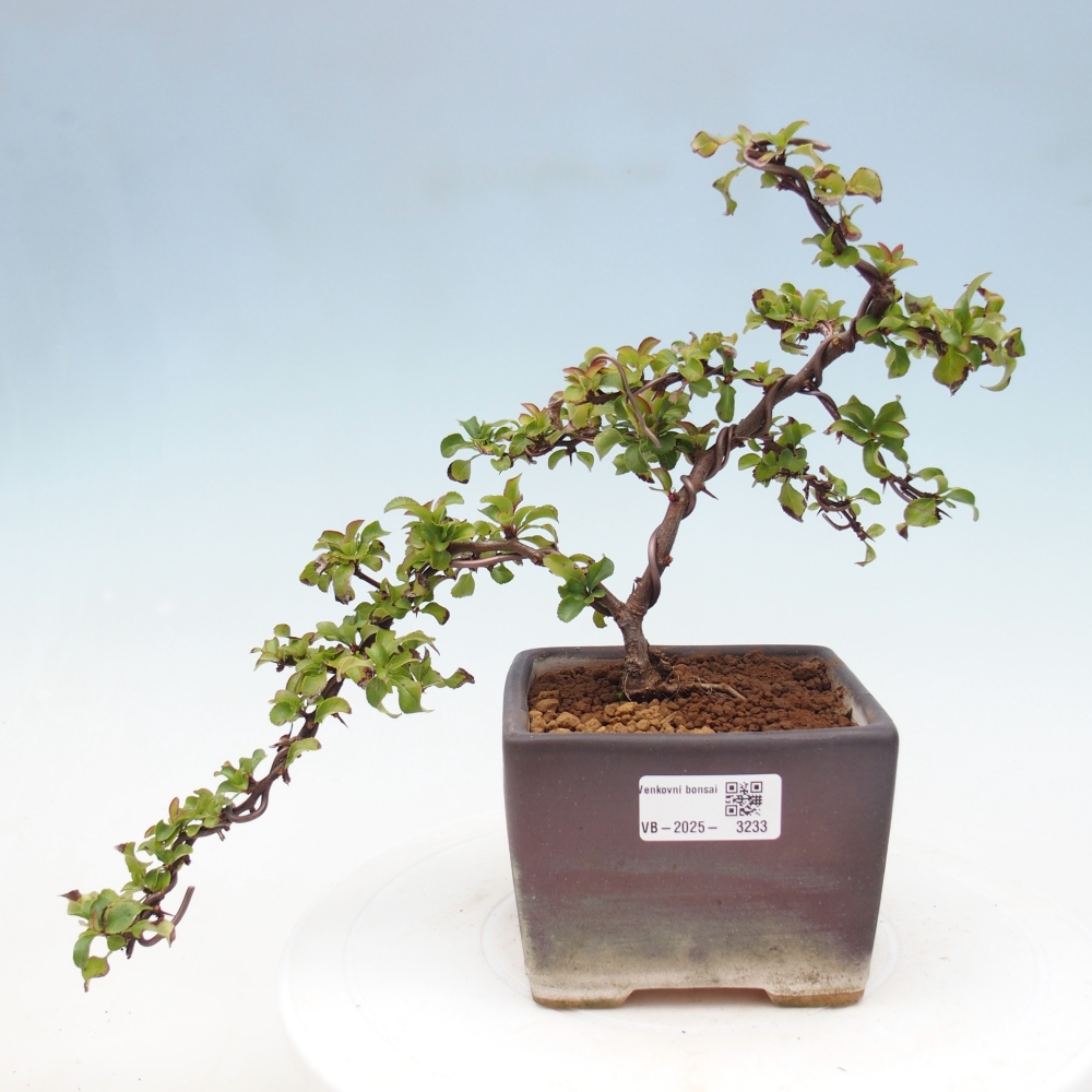 Venkovní bonsai - Chaneomeles s. Red Joy - Kdoulovec 