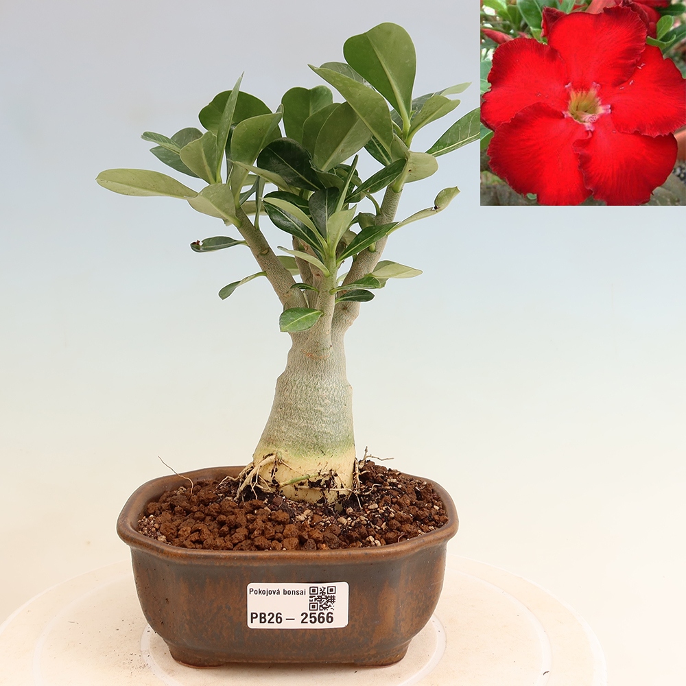 Pokojová bonsai - Adenium obesum Red Star - Pouštní růže
