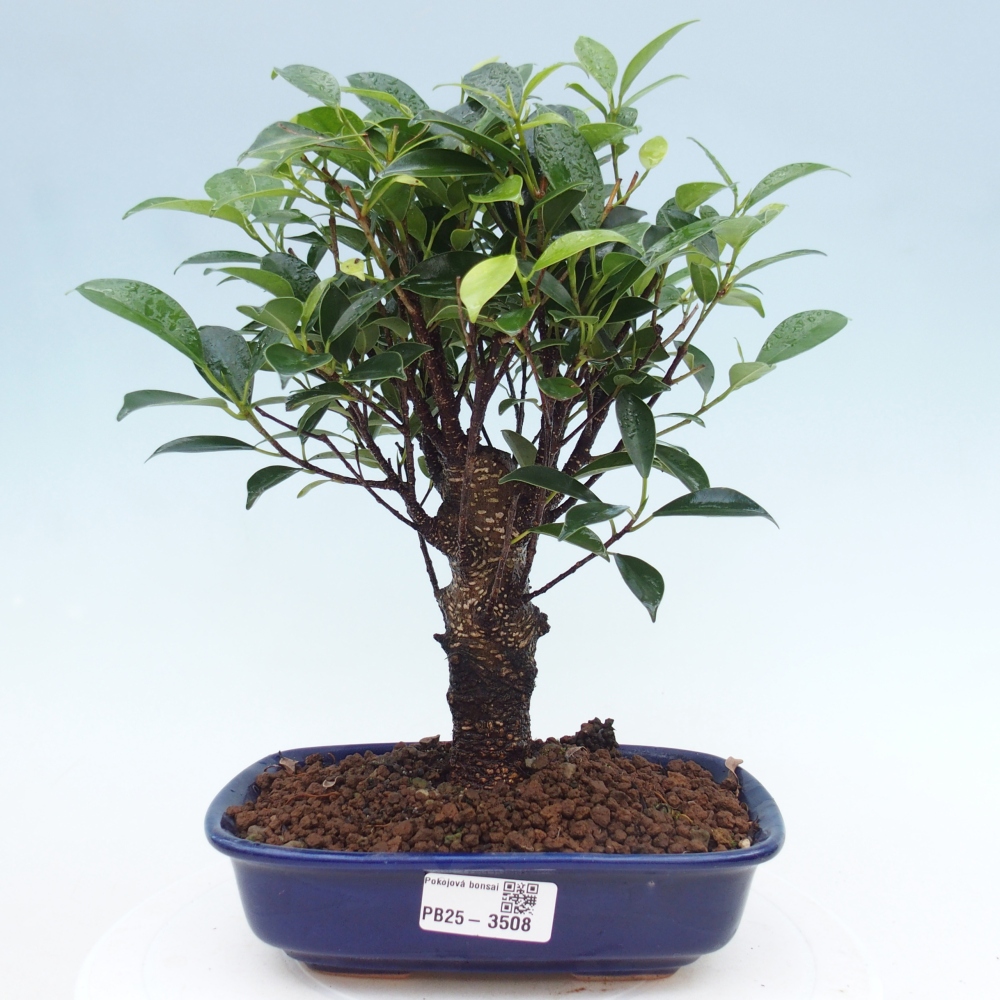 Pokojová bonsai - Ficus retusa -  malolistý fíkus