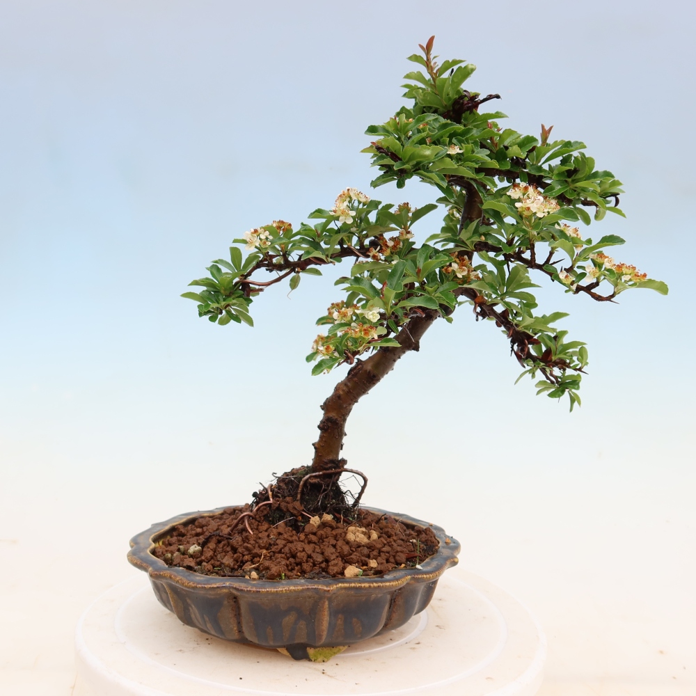 Venkovní bonsai - Pyracantha teton - Hlohyně šarlatová