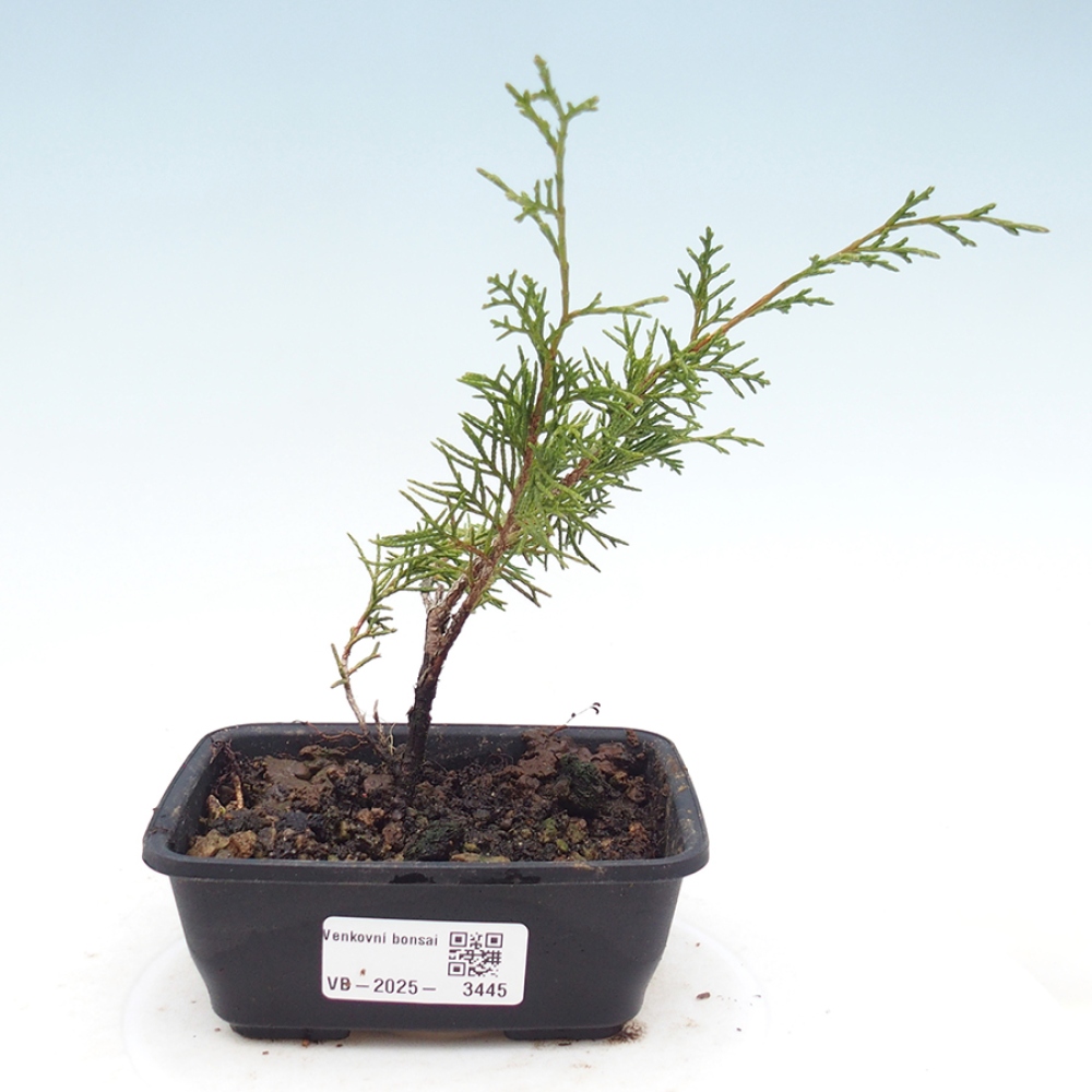 Venkovní bonsai - Juniperus chinensis Itoigawa -Jalovec čínský